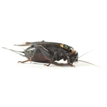 Monkfield Black Crickets